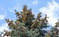 A fur-tree against the blue sky Royalty Free Stock Photo