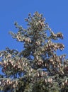 A fur-tree against the blue sky Royalty Free Stock Photo