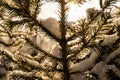 A fur-tree branch in the background of a forest covered with snow, winter