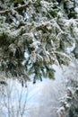 Fur-tree branches Royalty Free Stock Photo