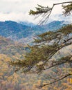 Fur tree branches and beautiful autumn colorful forest background Royalty Free Stock Photo