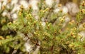 Fur tree cones. young pine tree cone. coniferous trees natural background. green forest. environmental protection Royalty Free Stock Photo