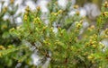 Fur tree cones. young pine tree cone. coniferous trees natural background. green forest. environmental protection Royalty Free Stock Photo