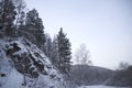 Fur-trees on a mountain slope Royalty Free Stock Photo