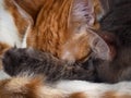 Fur of two different cats, paws, ears. Different texture and color