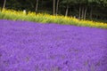 Furano flower farm, blooming of lavender fields and other yellow flowers as a background