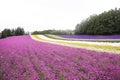 Furano flower farm there are a variety of blooming fields and many places worth viewing