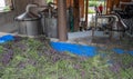 Processing Harvested Lavender Flowers In Factory Royalty Free Stock Photo