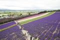 Furano, Hokkaido July 19,2019 : blooming flower field in Furano lavender while people are walking and enjoy the farm