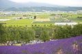 Furano, Hokkaido July 19,2019 : green rice field landscape with lavender field flower as a foreground