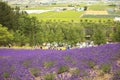 Furano, Hokkaido July 19,2019 : lavender flower field with green trees and green rice field as a background in Japan