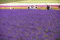 Furano, Hokkaido -July 19,2019 : purple lavender field and other colorful flowers while tourist are enjoyed taking photos