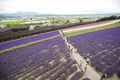 Furano, Hokkaido July 19,2019 : blooming flower field in Furano lavender while people are walking and enjoying in the farm walkway