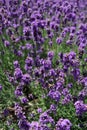 Furano lavender