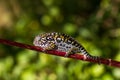 Furcifer campani