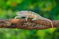 Furcifer pardalis, Panther chameleon sitting on the branch in forest habitat. Exotic beautiful endemic green reptile with long Royalty Free Stock Photo