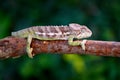 Furcifer verrucosus, Warty chameleon sitting on the branch in forest habitat. Exotic beautifull endemic green reptile with long ta