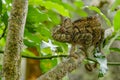 Furcifer verrucosus - warty chameleon, spiny chameleon or crocodile chameleon in the rainforest of Madagascar Royalty Free Stock Photo