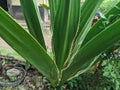 Furcraea gigantea striata, an ornamental pineapple plant whose leaves are yellowish green, long and tapered