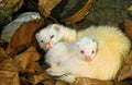 FURET mustela putorius furo Royalty Free Stock Photo