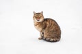 Furios cat on the snow Royalty Free Stock Photo