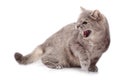 Furious angry cat on a white background Royalty Free Stock Photo