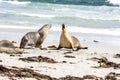 Furious Australian Sea Lions Neophoca cinerea fighting on Kangaroo Island coastline, South Australia , Seal bay