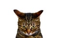 A furious cat Royalty Free Stock Photo