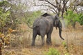 Furious elephant