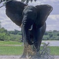 Furious elephant (Loxodonta africana)