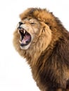 Furious lion