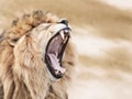 Furious lion