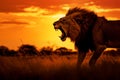 Furious lion at sunset on field. Generative AI