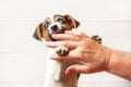 Furious looking Jack Russell terrier puppy biting senior woman hand Royalty Free Stock Photo