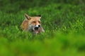 Furious red fox, Vulpes vulpes, in forest. Wild fox peeks out from green blueberry, showing sharp teeth in mouth.