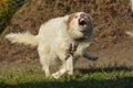 Furious white dog on a chain