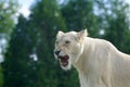 The furious white lion close-up