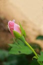 Furl pink rose Royalty Free Stock Photo