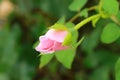 Furl pink rose2 Royalty Free Stock Photo