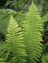 Furn leaves in a garden. Royalty Free Stock Photo