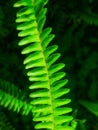 Furn plant   green leaf indoor plant Royalty Free Stock Photo