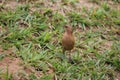 Furnarius rufus on the floor Royalty Free Stock Photo