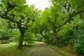 Terra Nostra Garden in Furnas town, Sao Miguel island, Azores, Portugal Royalty Free Stock Photo