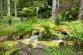 Terra Nostra Garden in Furnas town, Sao Miguel island, Azores, Portugal Royalty Free Stock Photo