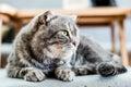 Furring cat looking away Royalty Free Stock Photo