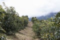 furrow of an avocado plantation in colombia Royalty Free Stock Photo