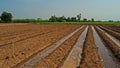 Furrow irrigation in crops production Royalty Free Stock Photo