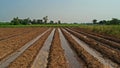 Furrow irrigation in crops production Royalty Free Stock Photo