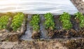 Furrow irrigation of potato plantation covered with spunbond agrofibre. Agronomy and horticulture. Harvest. Agriculture industry