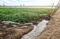 Furrow irrigation of potato plantations. Agriculture industry. Growing crops in early spring using greenhouses. Farming irrigation